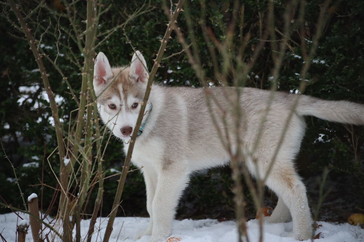 Siberian Husky · 2025-10-19 · Malmö · Sara M.