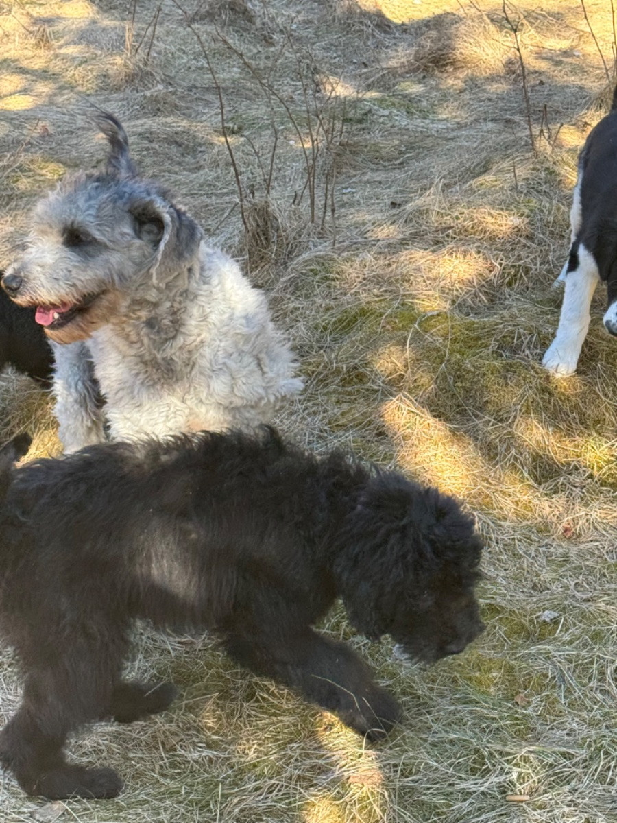Isadoras Pudel och Cockerpoo