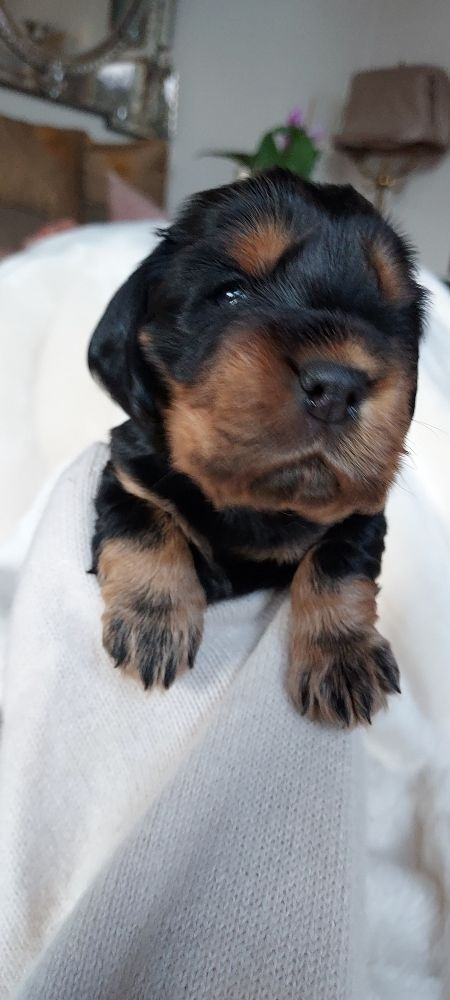 Valentinas Glam Dogs