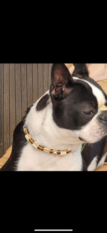 Bostonterrier