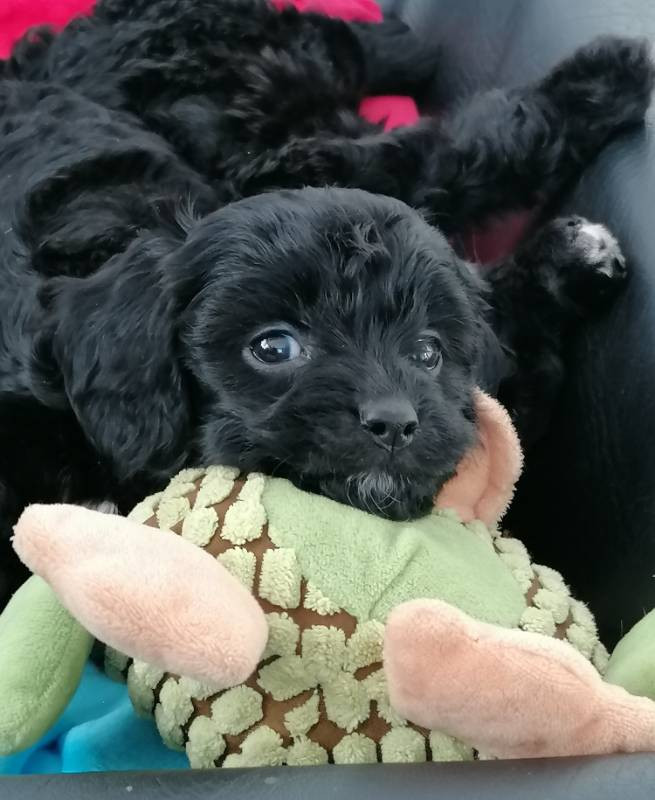 Hjortkvarns Cavapoo