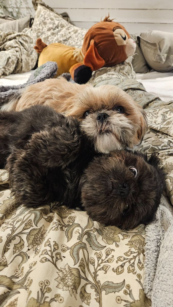 Lady tzu's