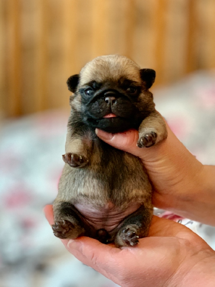 Pug