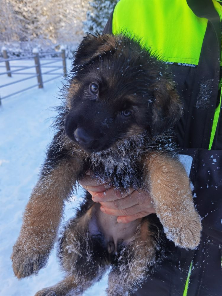 Kakoli