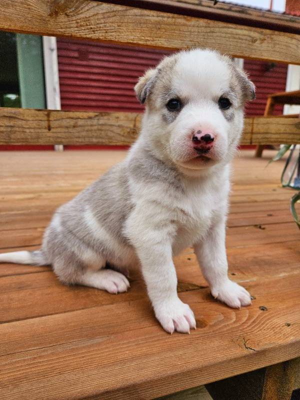 Siberian Husky