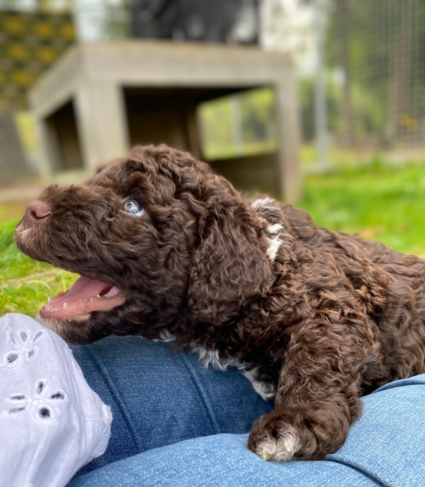 Spanish Water Dog (Perro de Agua Espanol)