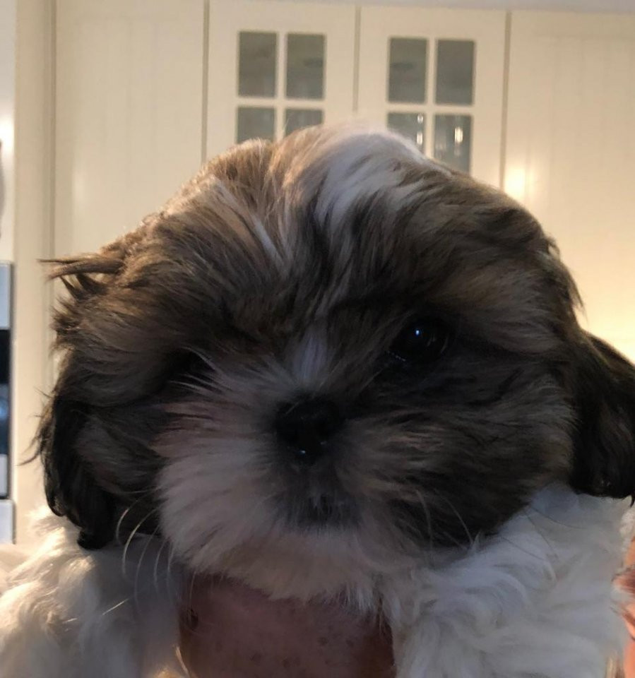 Shih Tzu