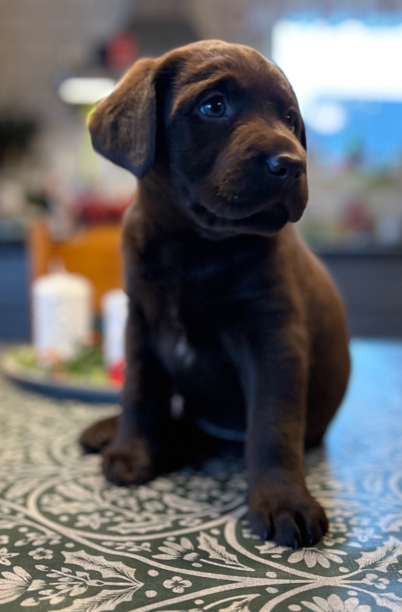 Labrador Retriever
