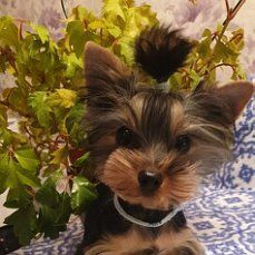 Yorkshireterrier