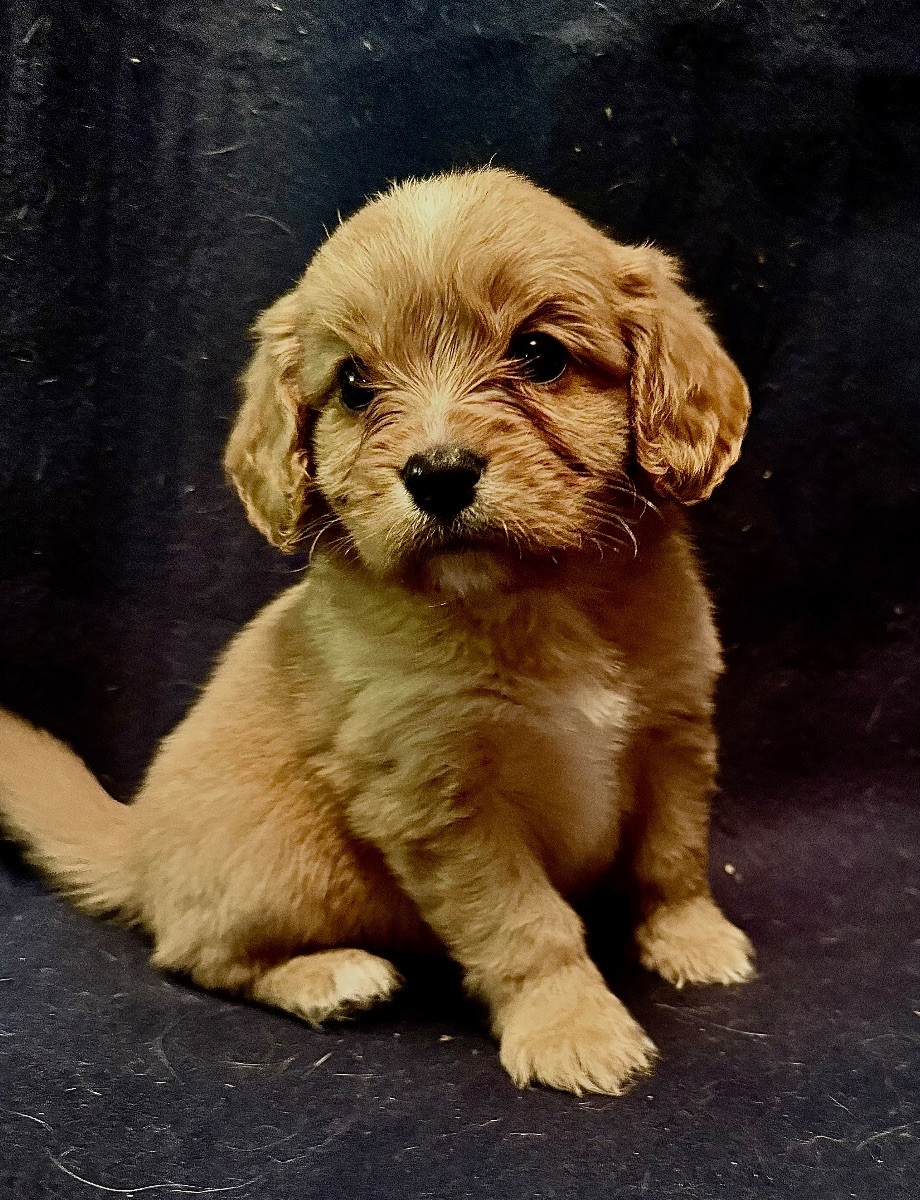 Cavalier king charles spaniel · 2025-09-23 · Frillesås · Linda H.