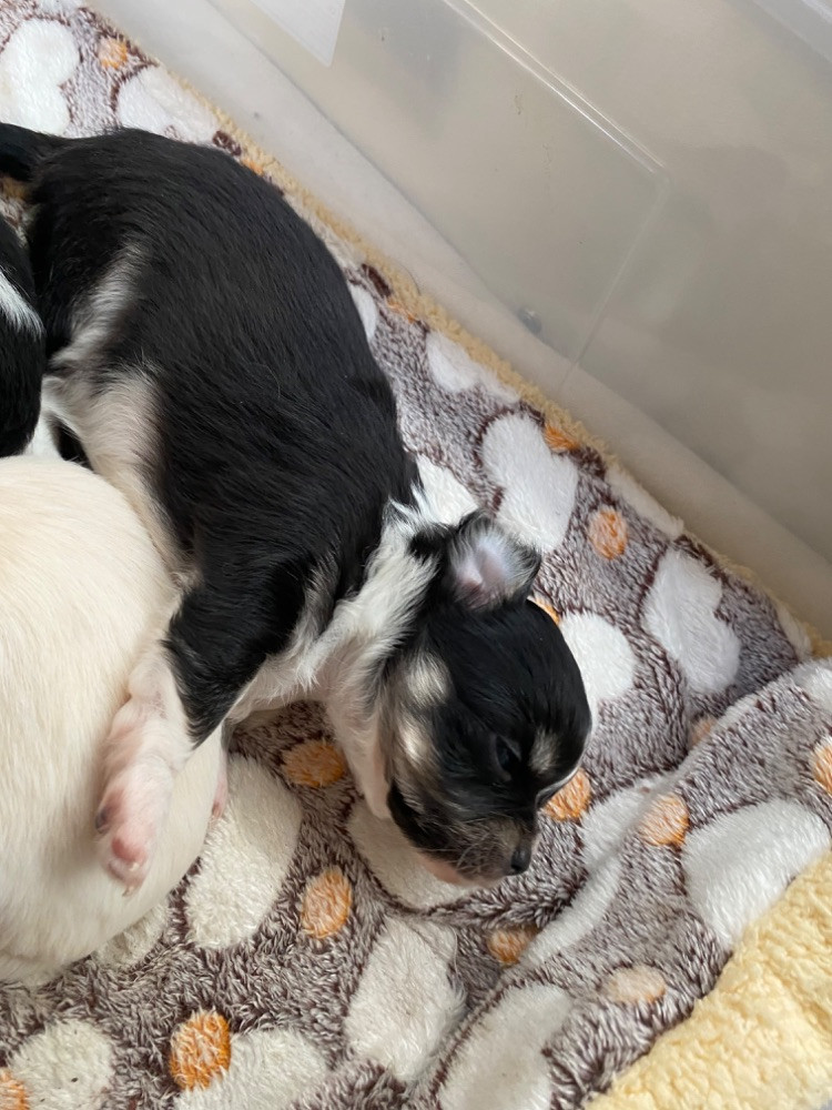 Chihuahua