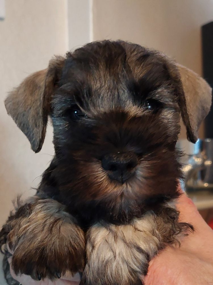 Schnauzerzone