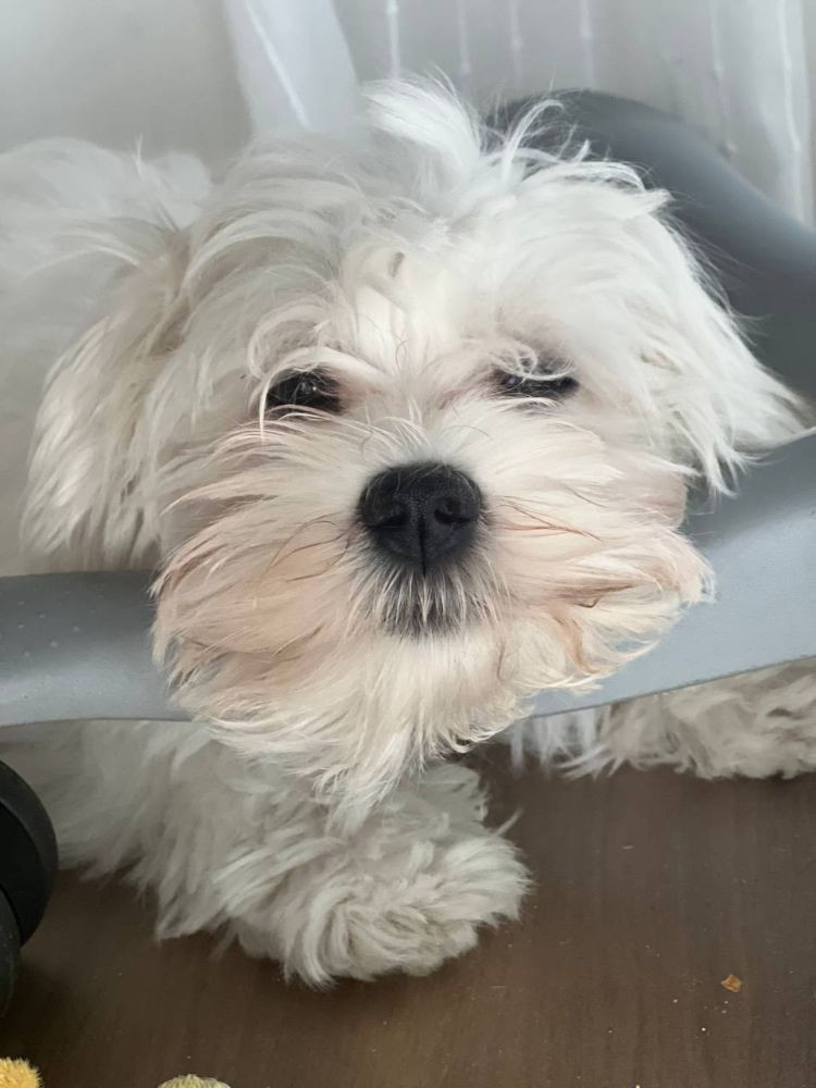 Maltese