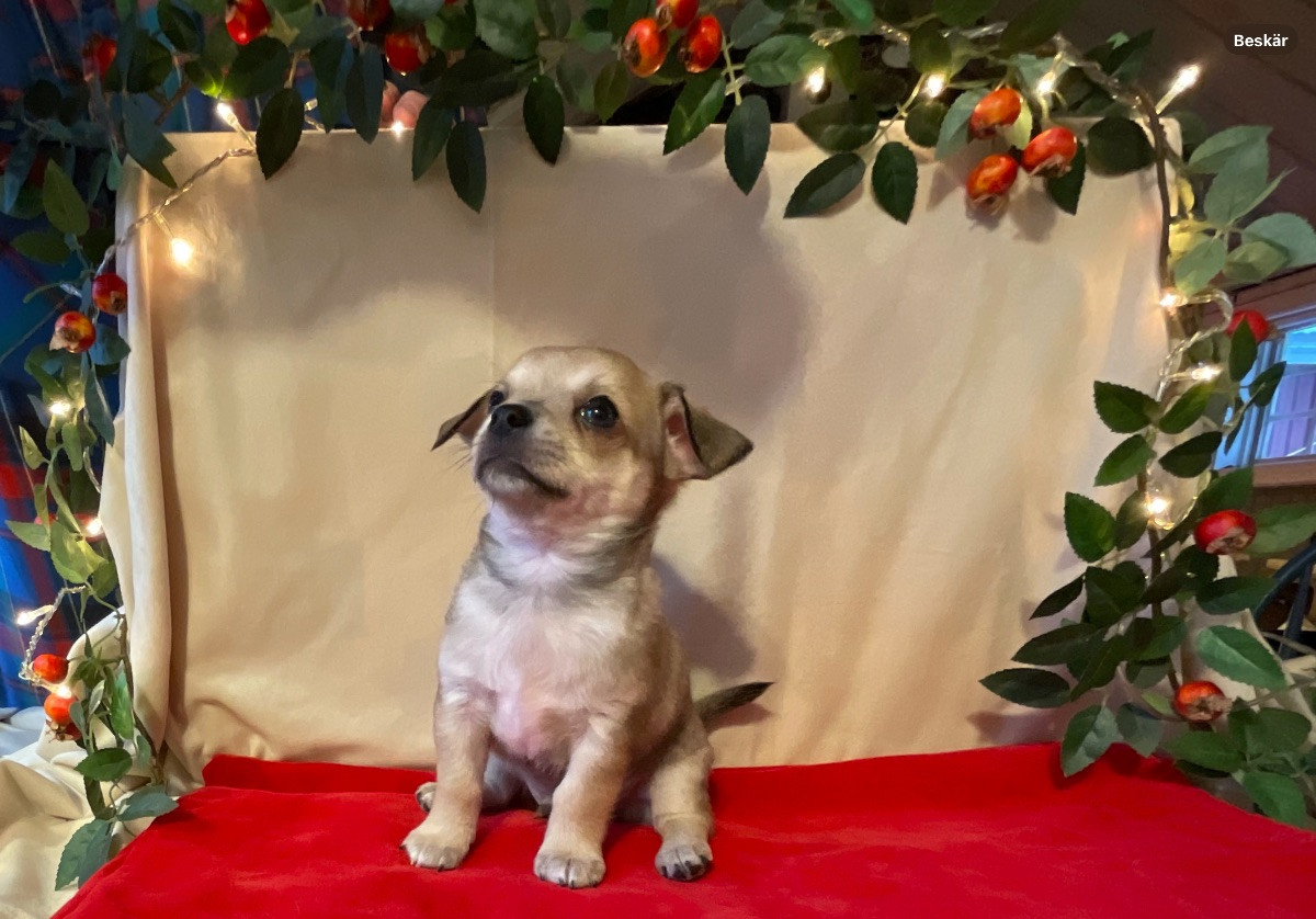 Chihuahua/Papillon · 2025-11-03 · Sandöverken · Carina B.