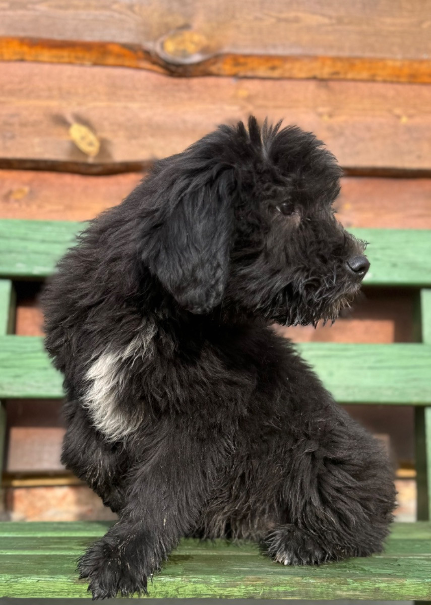Isadoras Pudel och Cockerpoo