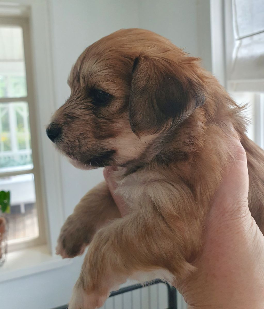 Vargmossens kennel