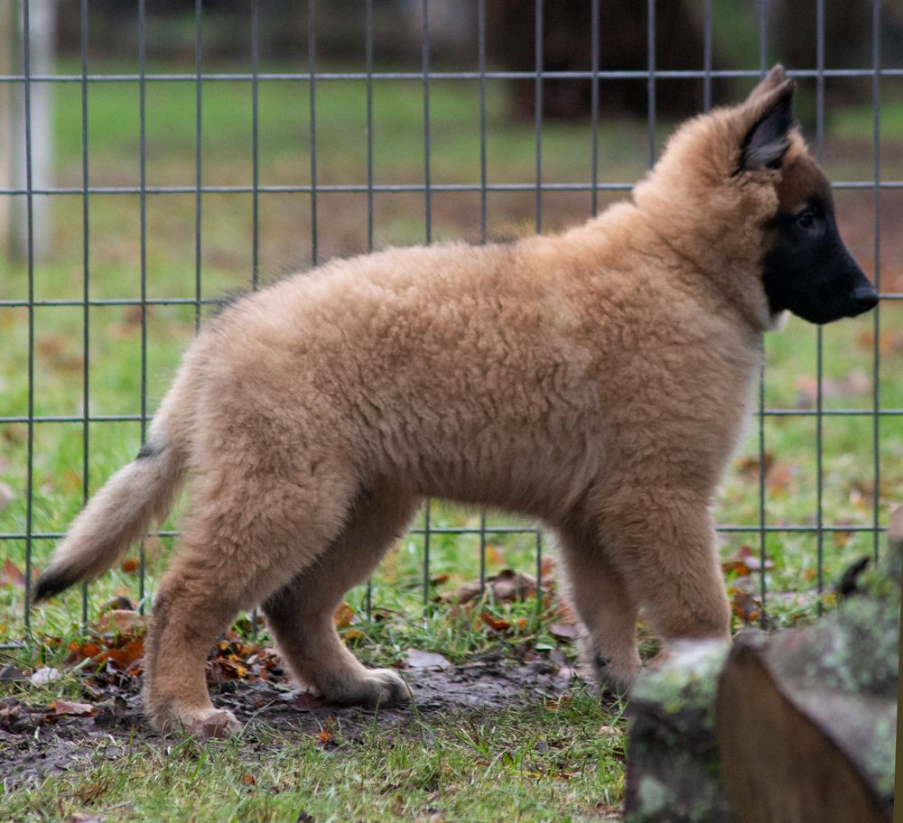 Belgian Shepherd Tervuren