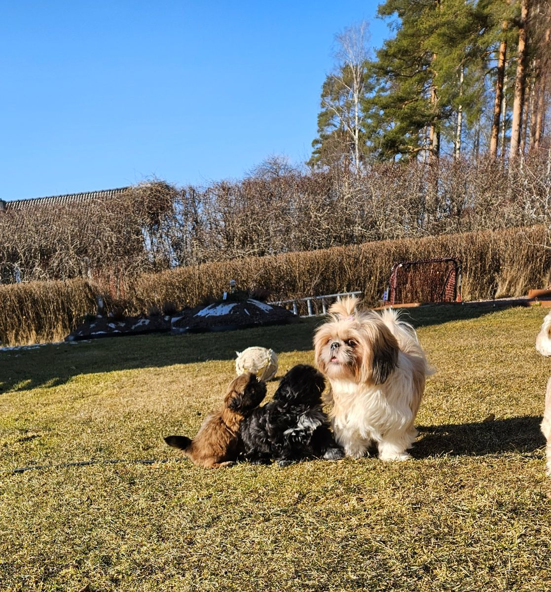 Shih Tzu