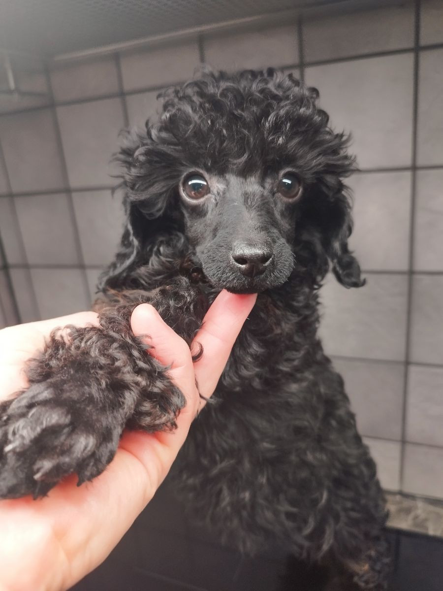 Miniature Poodle