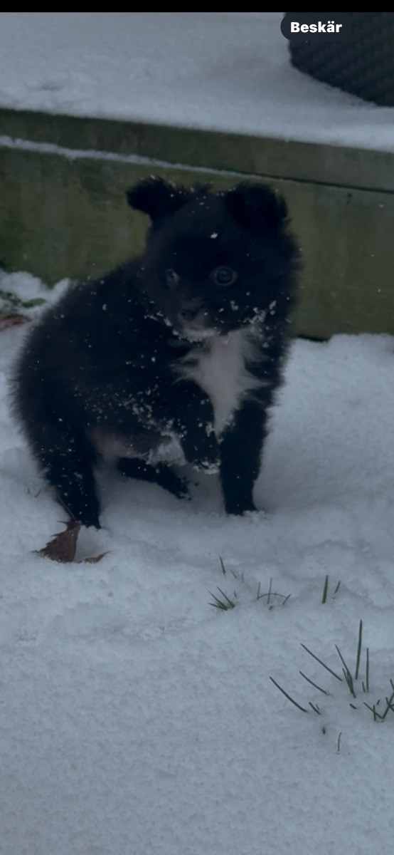 Chihuahua och Pomeranian · 2025-11-17 · Helsingborg · Nada J.