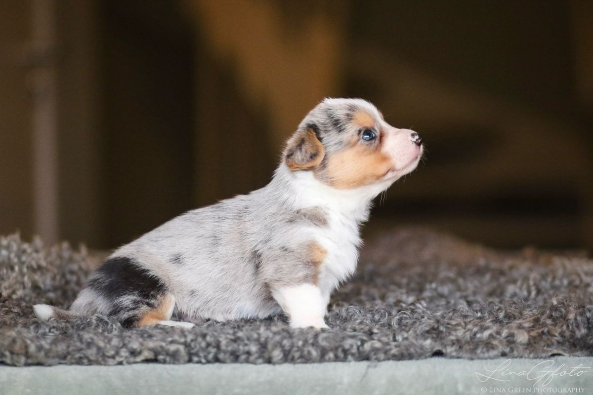 Welsh Corgi Cardigan