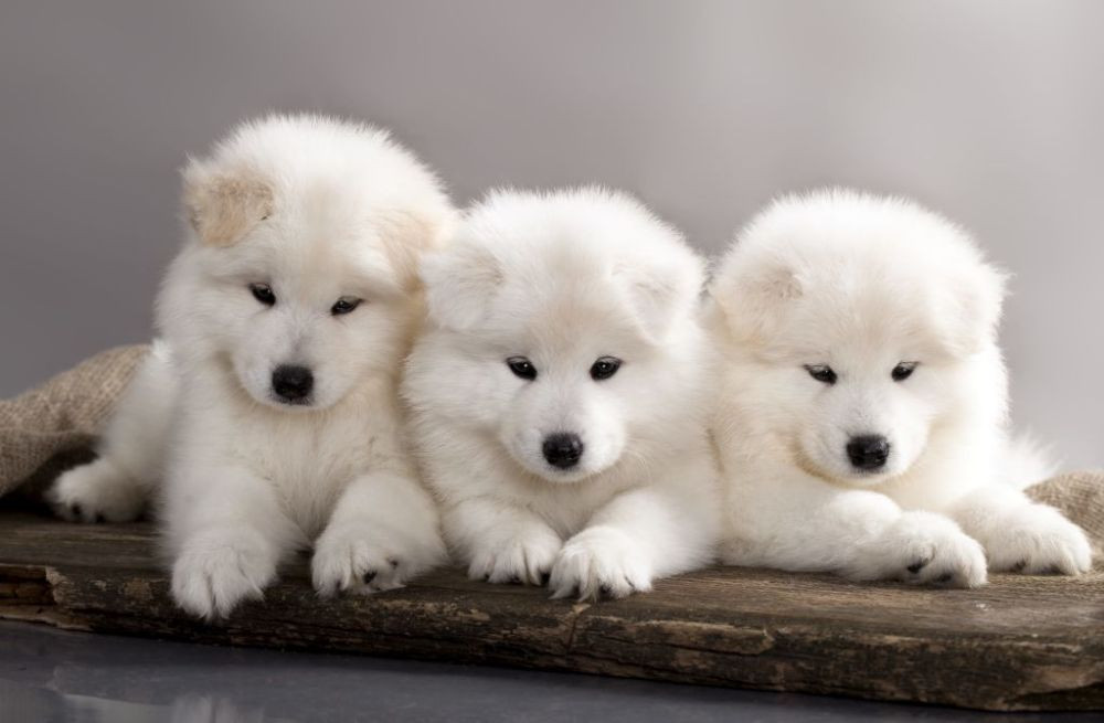 Samojedhund