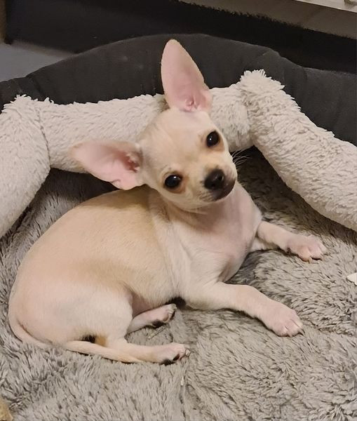 Paulas chihuahuaor