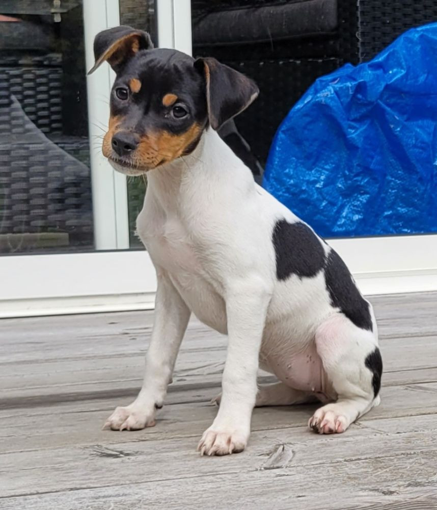 Sheridog