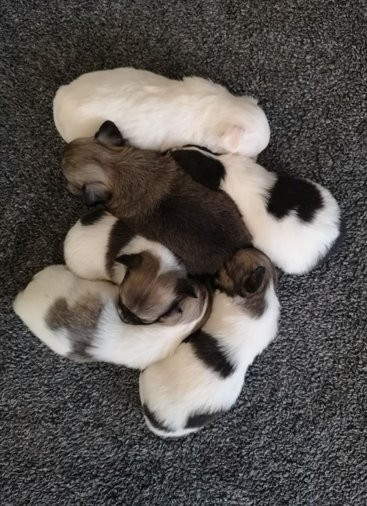 Chihuahua