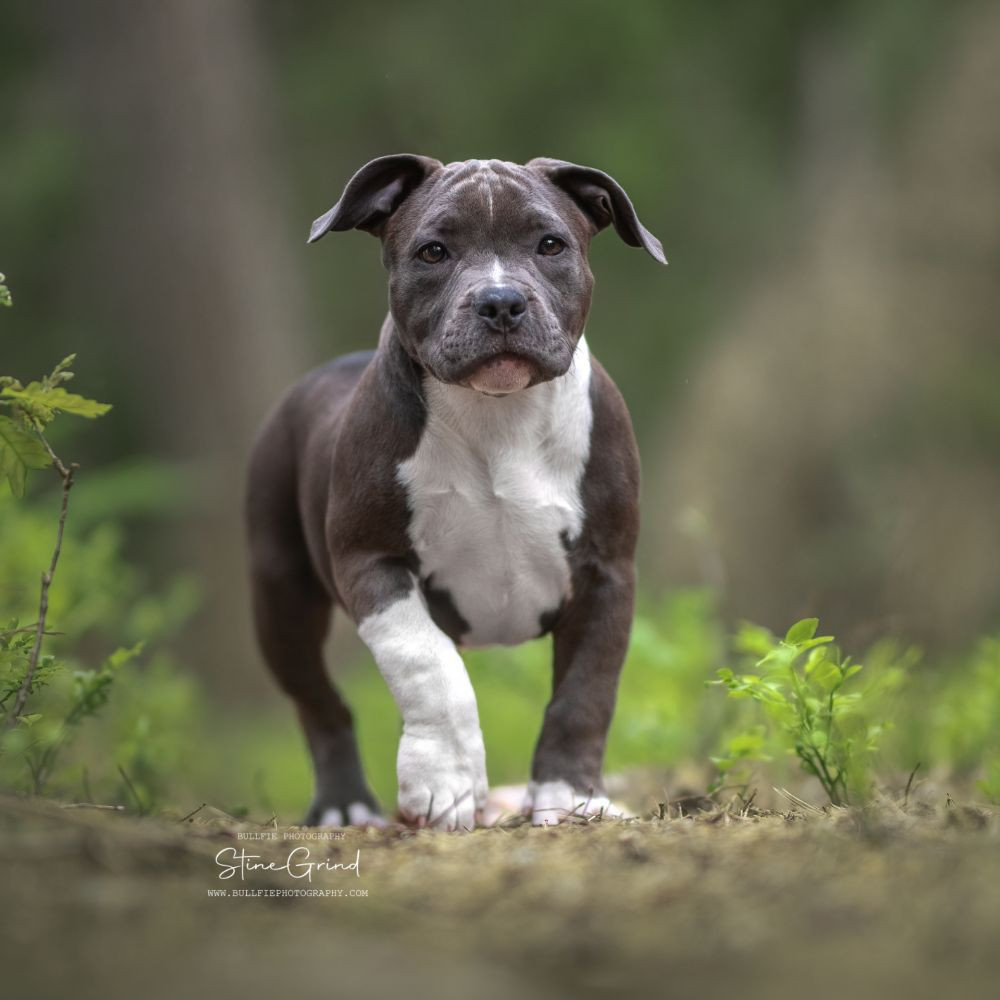 American Bully