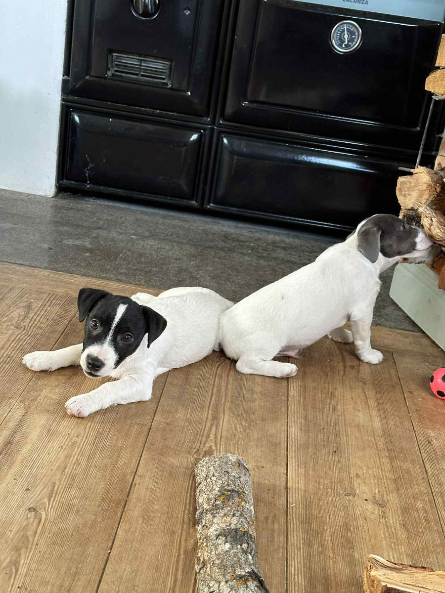 Jack Russell Terrier