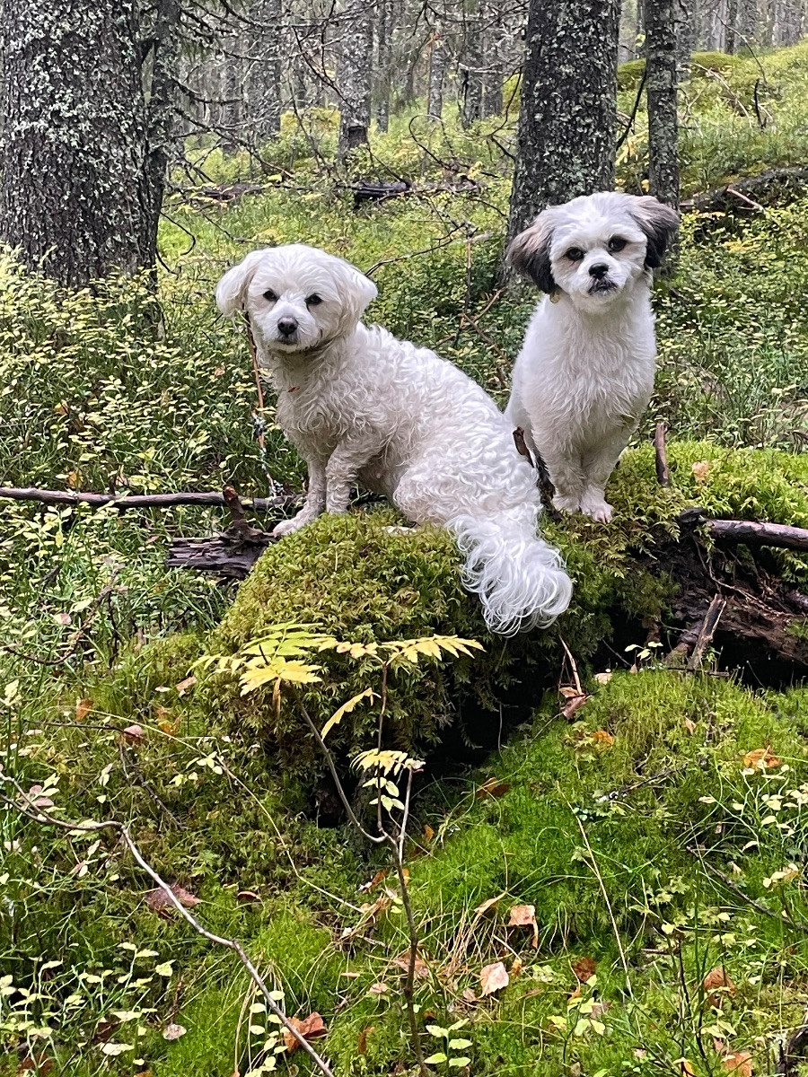 Maltes/Lhasa Apso/ Tibitansk spaniel · 2025-11-06 · Umeå · Susanne K.