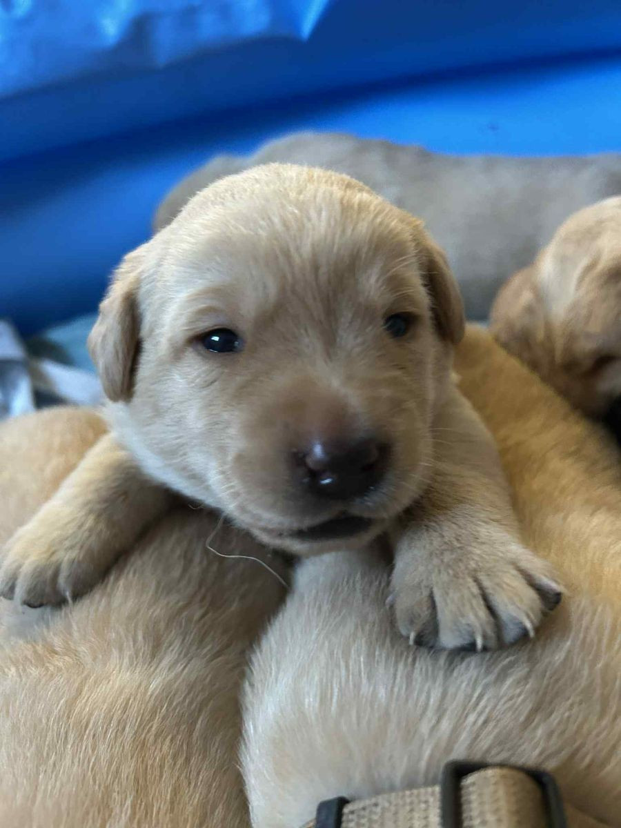 Labrador retriever · 2025-11-29 · ätran · Vagndalas