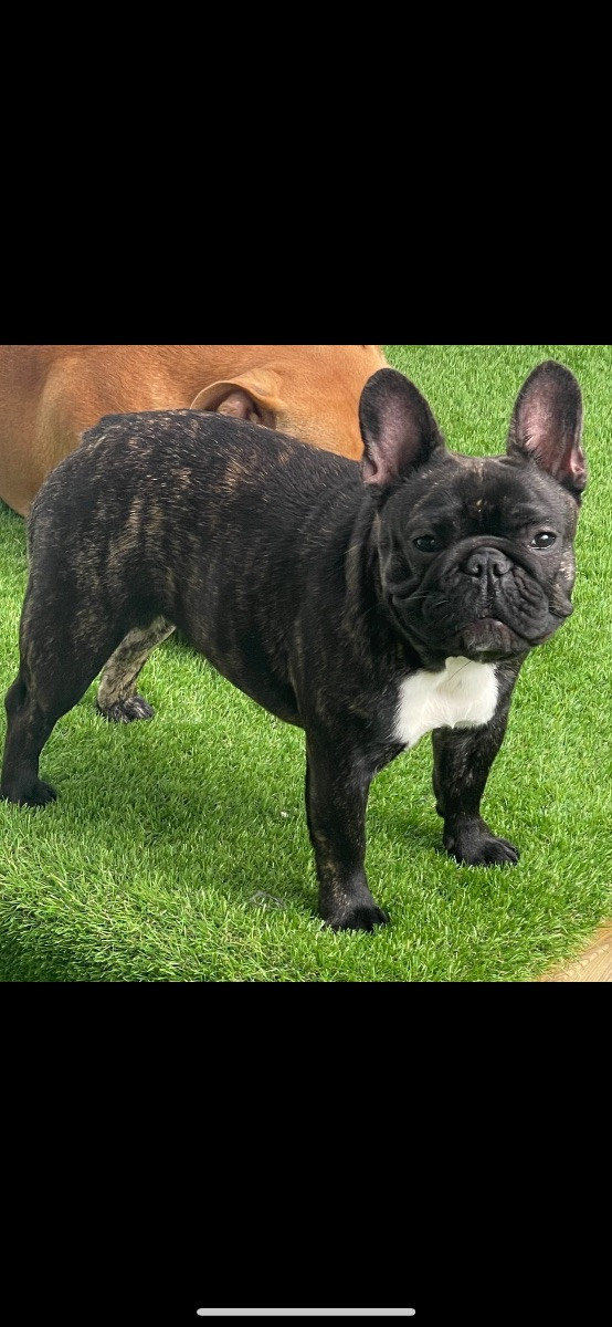 Los Dinegro's kennel