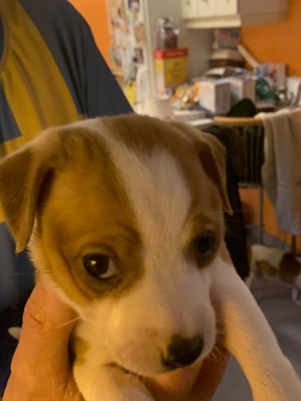 Danish Swedish Farmdog