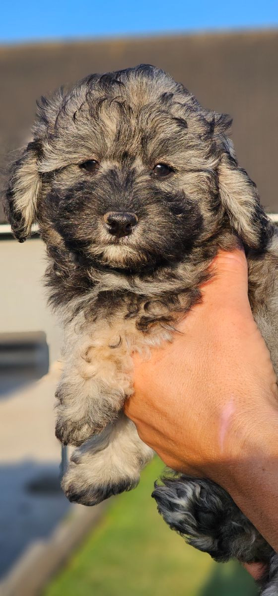 Maltipoo