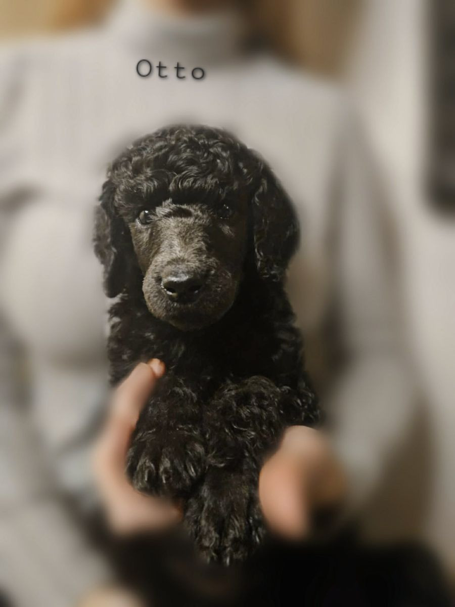 Standard Poodle
