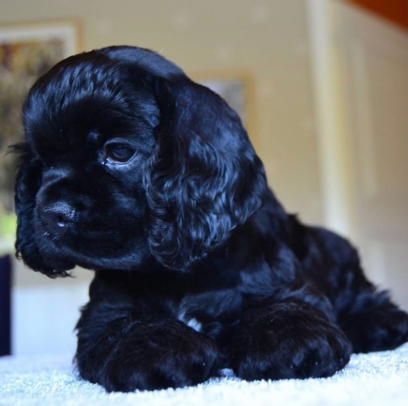 American Cocker Spaniel
