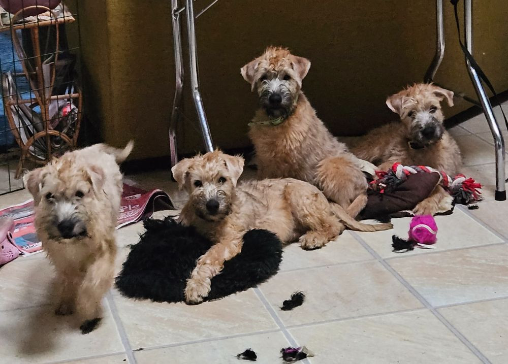 Irish Soft Coated Wheaten Terrier