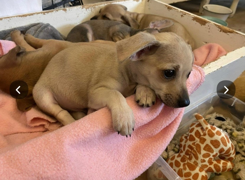 Chiweenie