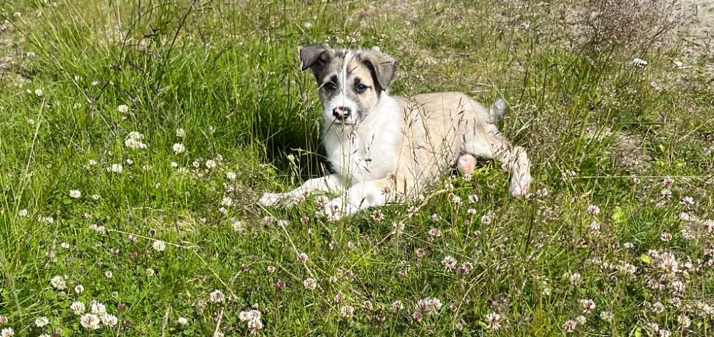 Fjällvinds