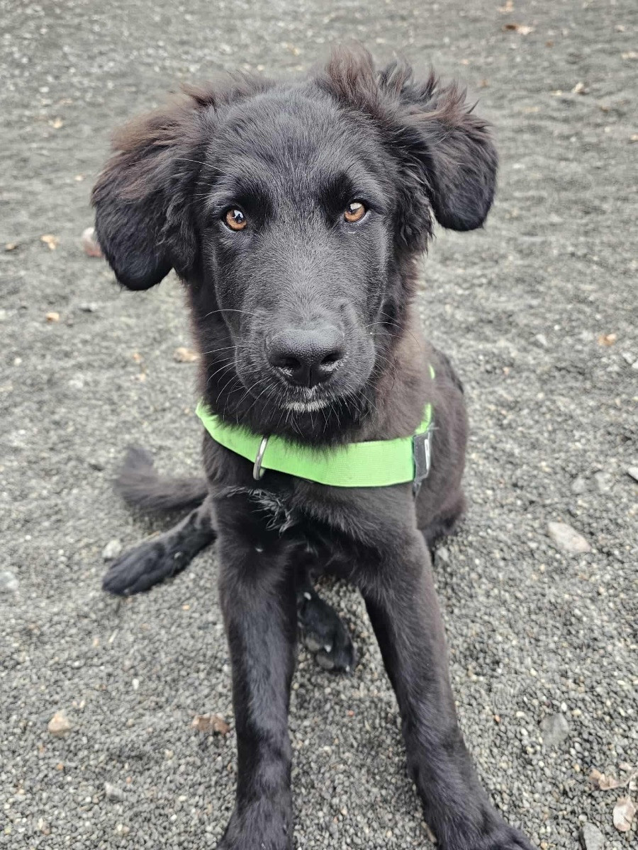 Schäfer, Leonberger, Berner senner · 2025-06-18 · Göteborg · Emelie H.