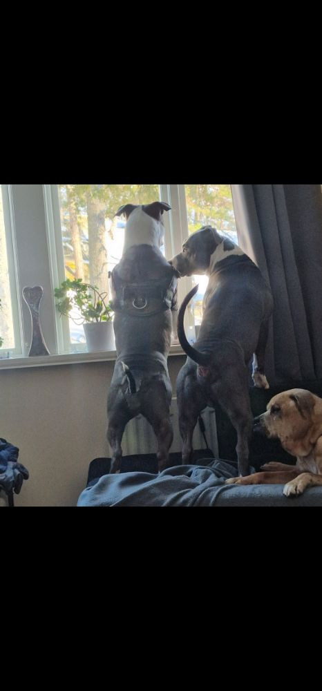 S-möja Bully