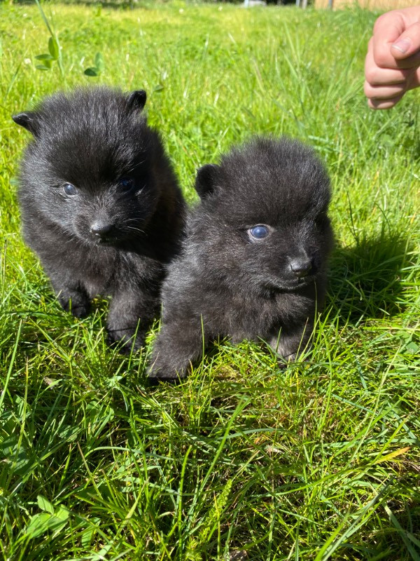 Piontassens kennel