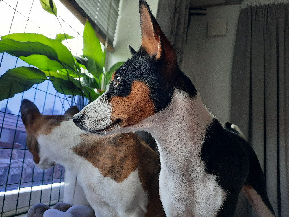 Basenji