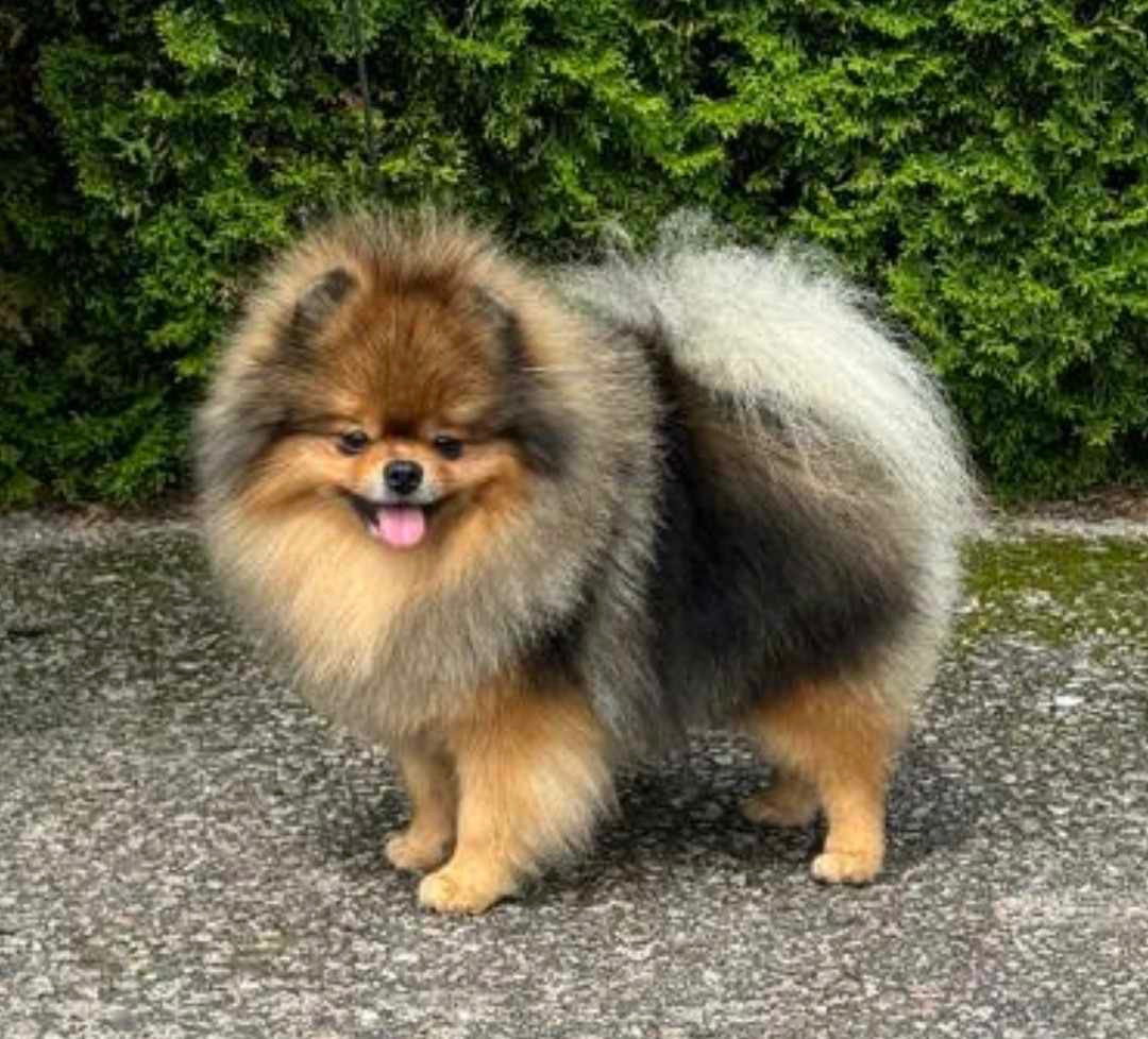 Adorable Plush