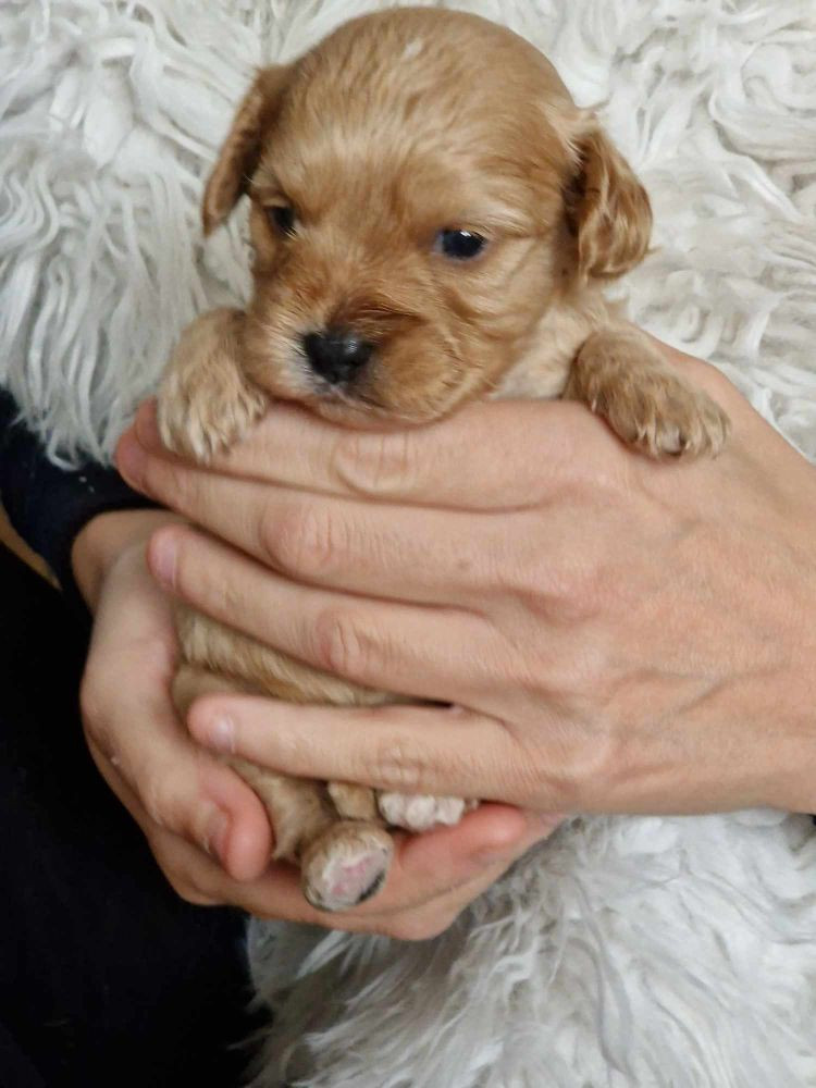 Maltipoo