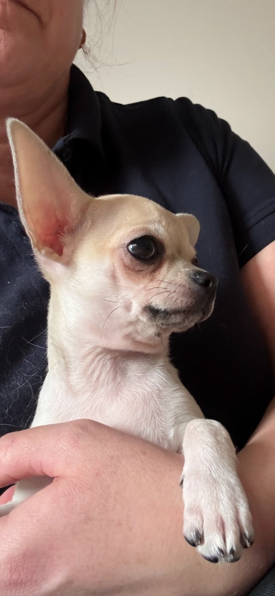 Chihuahua