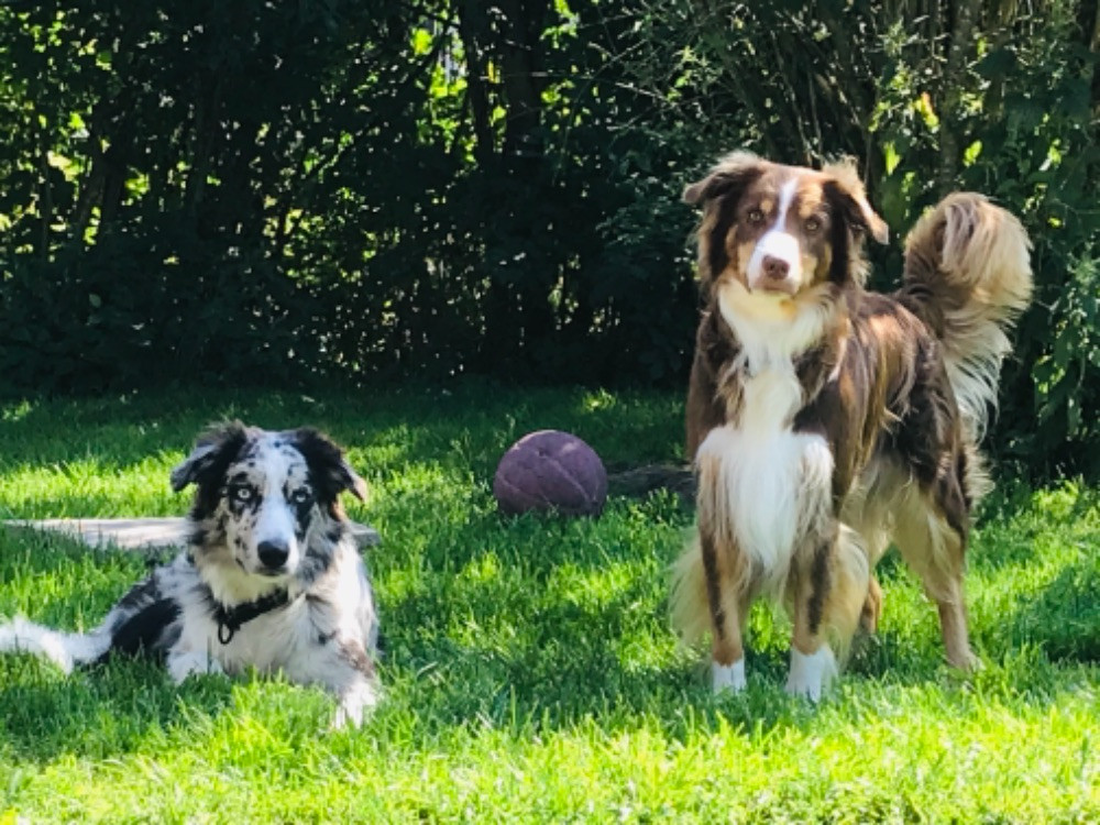 Border Collie