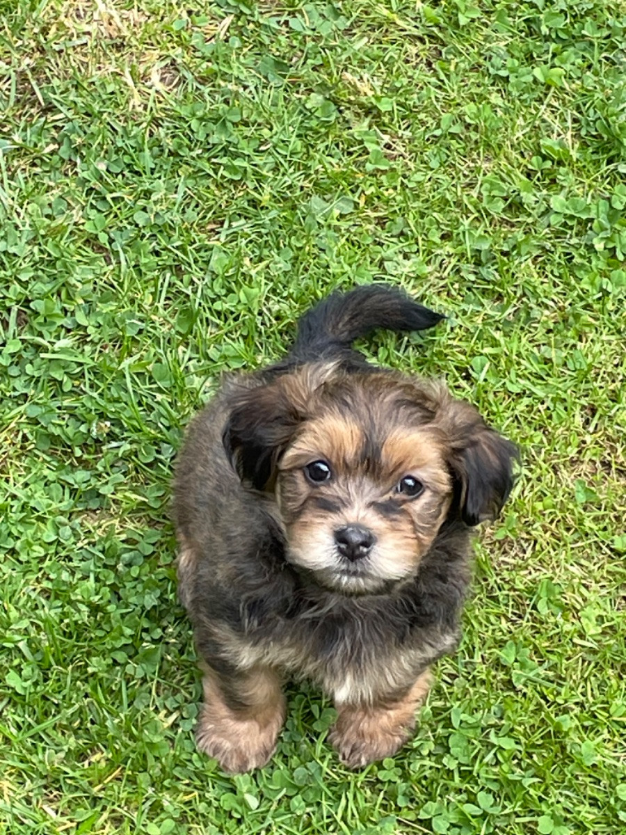 Havanese
